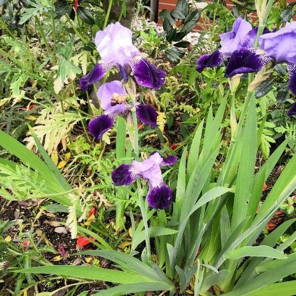 Iris × germanica 花