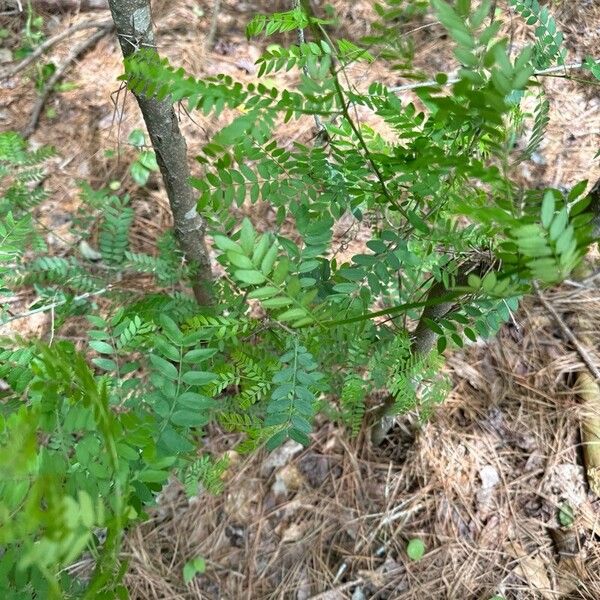 Gleditsia aquatica Leaf