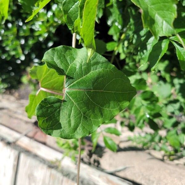 Cynanchum laeve Leaf