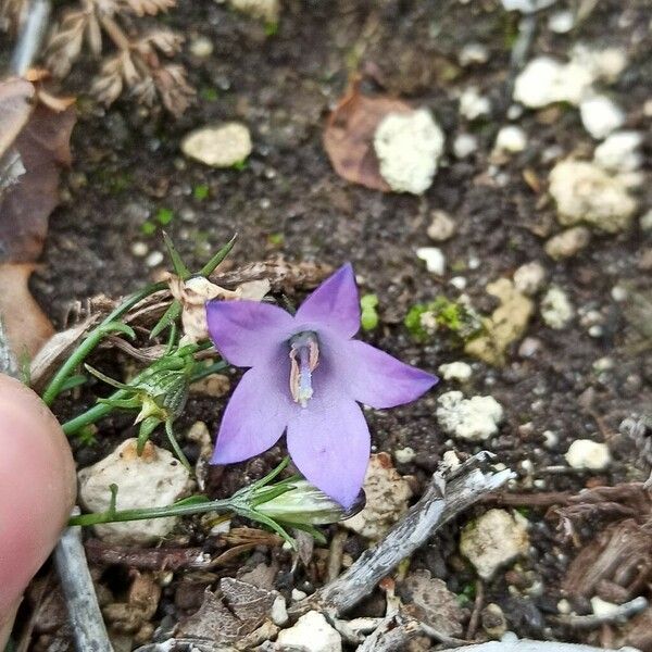 Campanula fragilis 花