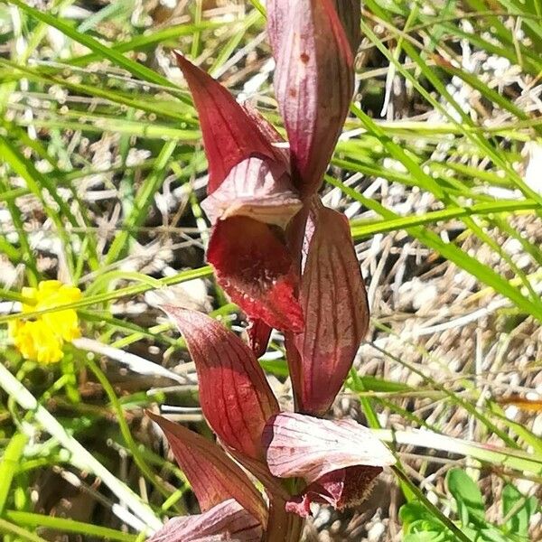 Serapias vomeracea Flower