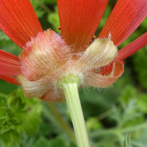 Adonis annua Blomma