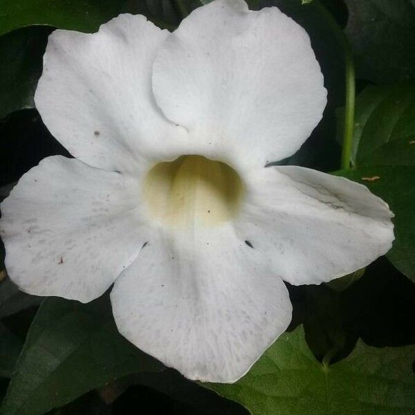 Thunbergia fragrans Blüte