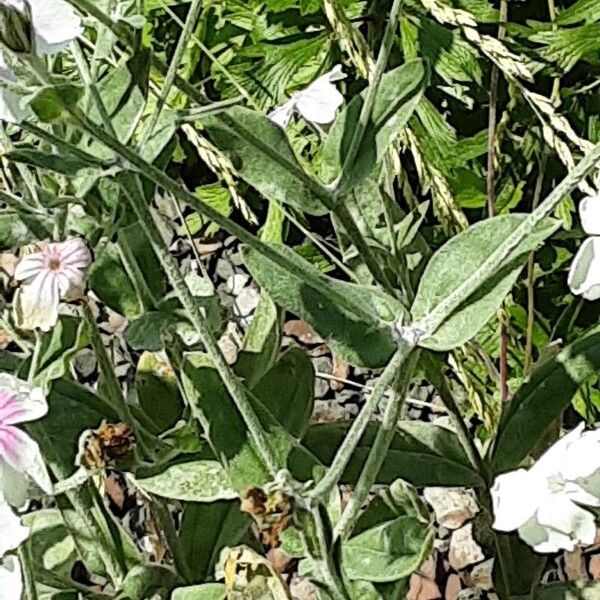 Silene coronaria Fuelha