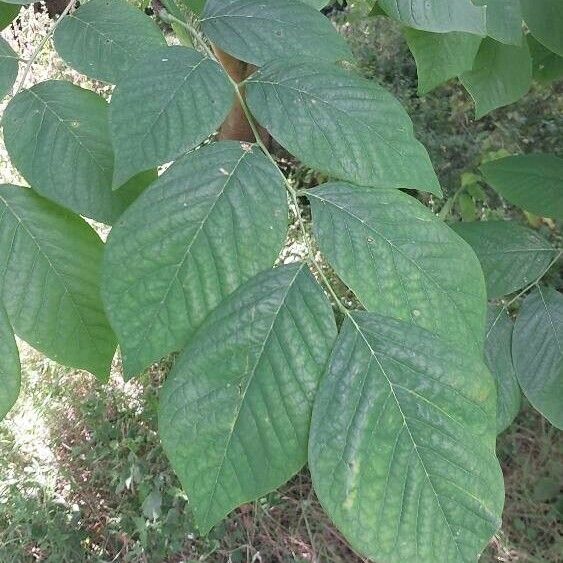 Cladrastis kentukea Leaf