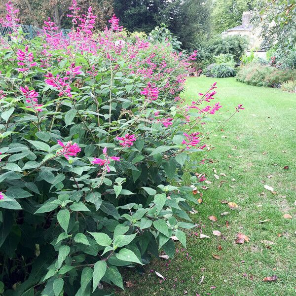 Salvia involucrata Yeri