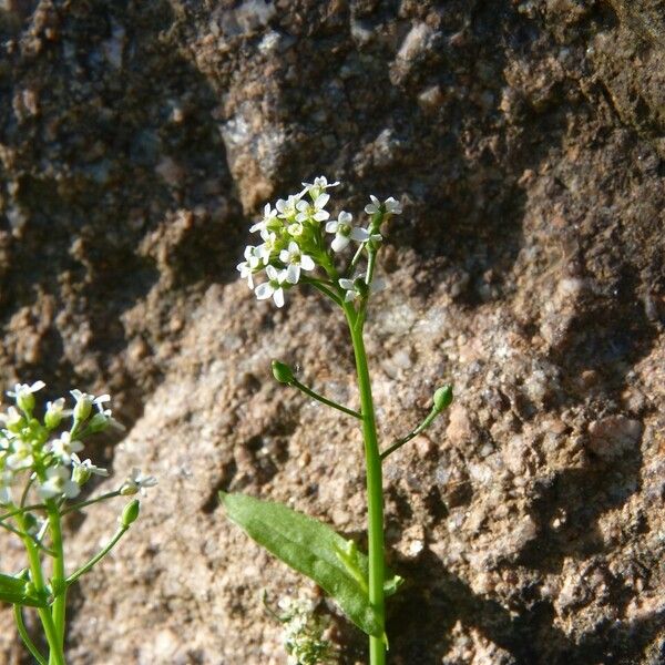 Calepina irregularis Прочее