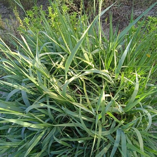 Phalaris arundinacea Habit