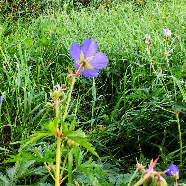 Geranium pratense Цвят