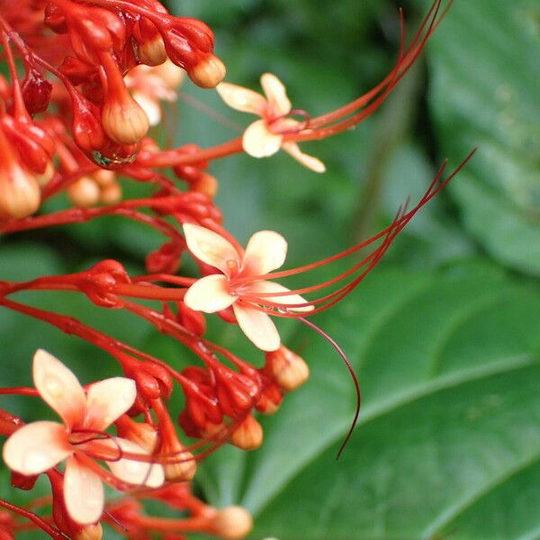 Clerodendrum paniculatum Fleur