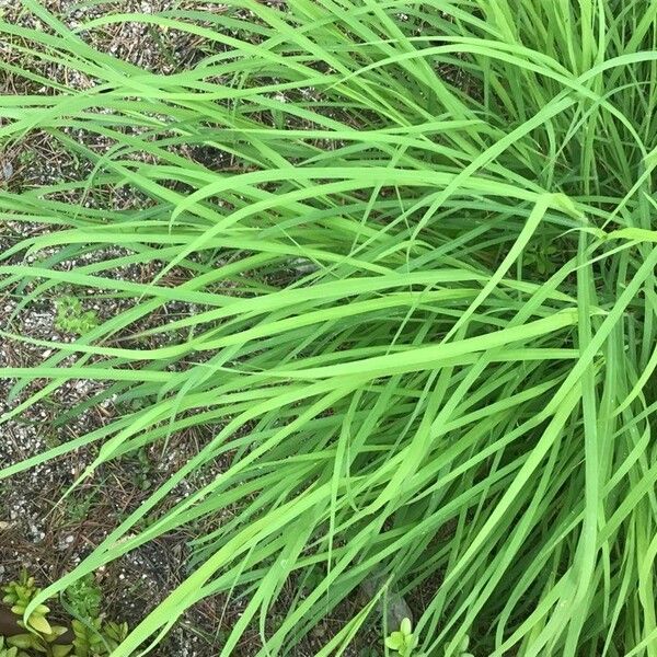 Bothriochloa bladhii Leaf