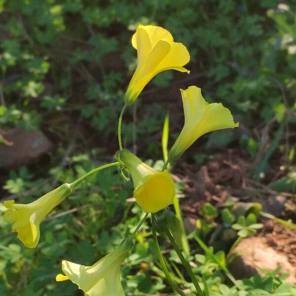 Oxalis pes-caprae Kukka