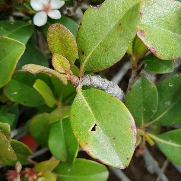 Rhaphiolepis indica Leaf