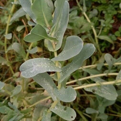 Cerinthe major 葉