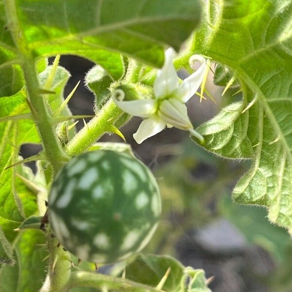 Solanum viarum Õis