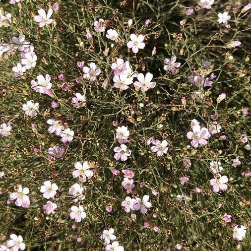 Petrorhagia saxifraga Blüte