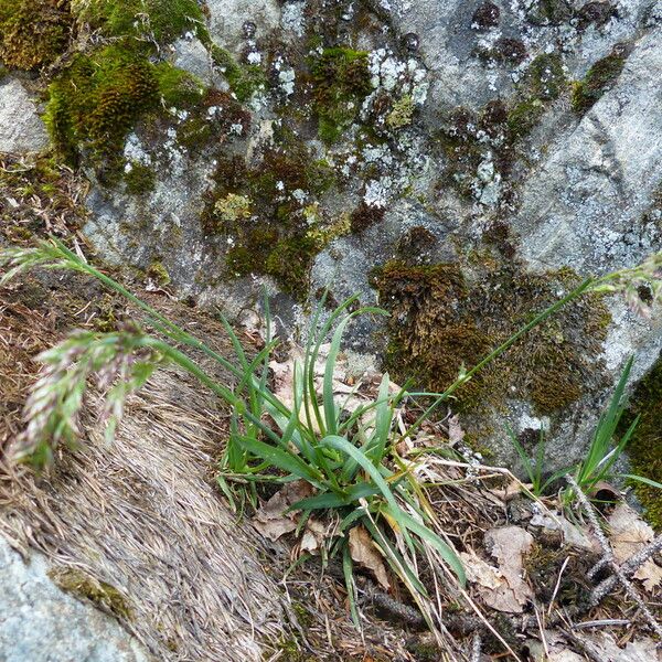 Poa alpina पत्ता