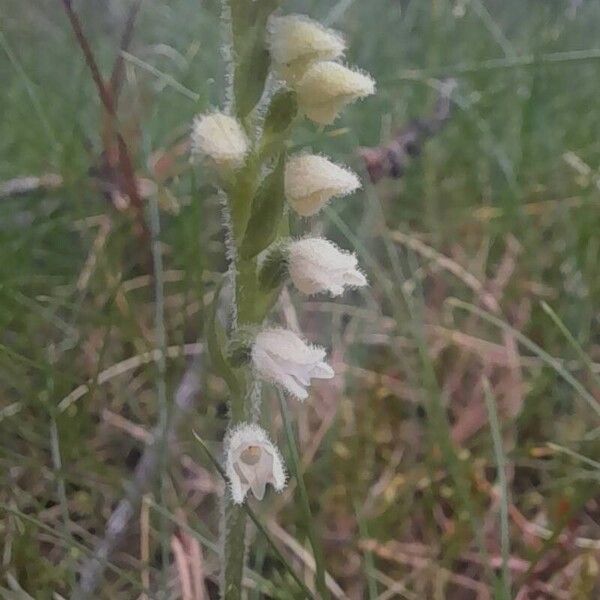 Goodyera repens Çiçek