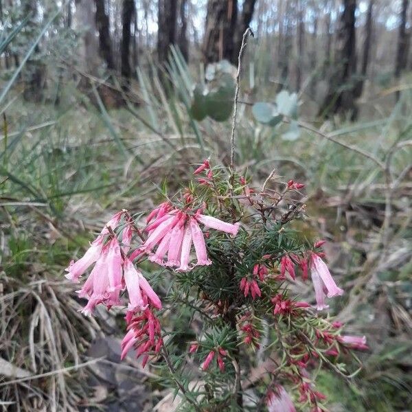 Epacris impressa Flower