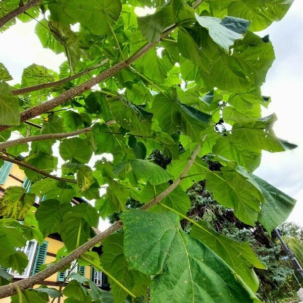 Paulownia tomentosa 葉