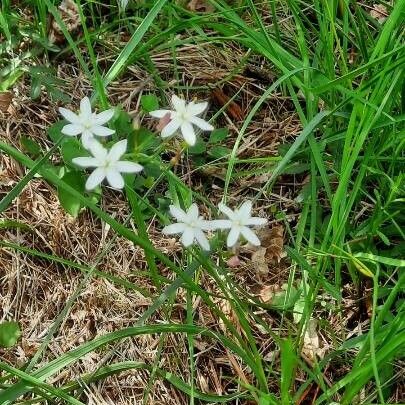 Simethis mattiazzii Flower