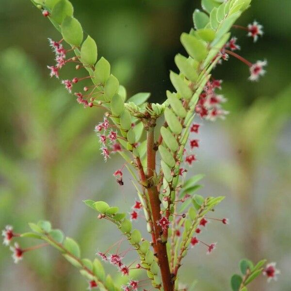 Phyllanthus pulcher Flower