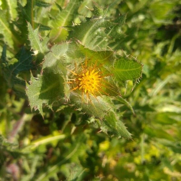 Centaurea benedicta Кветка