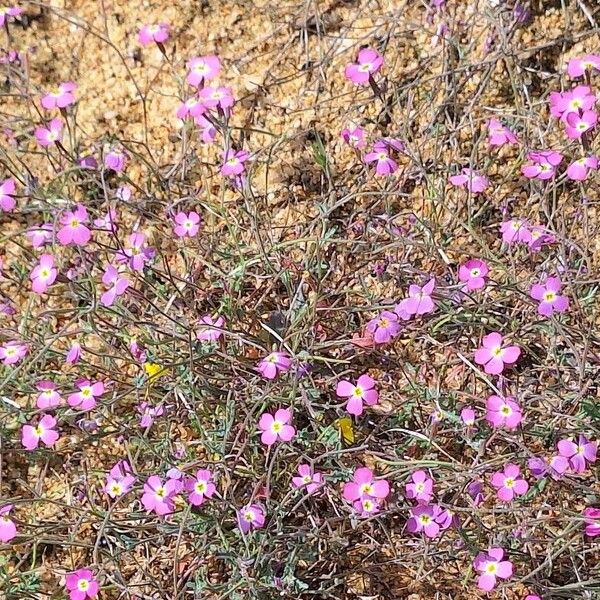 Marcus-kochia triloba Habit