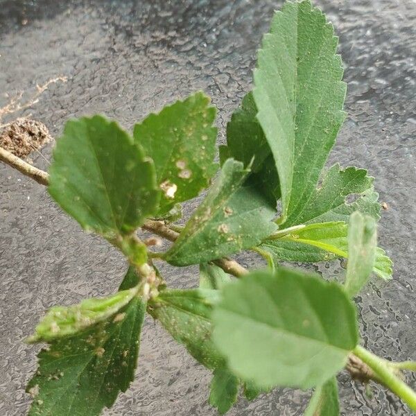 Sida rhombifolia Leaf