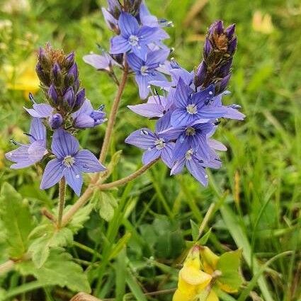 Veronica teucrium Blomma