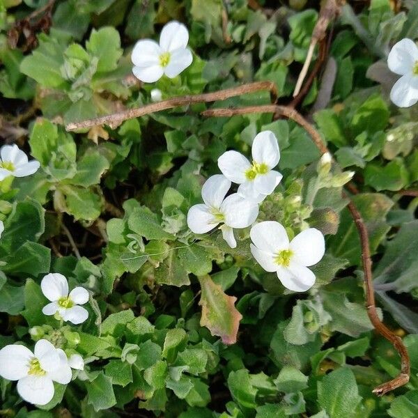 Arabis caucasica Flower