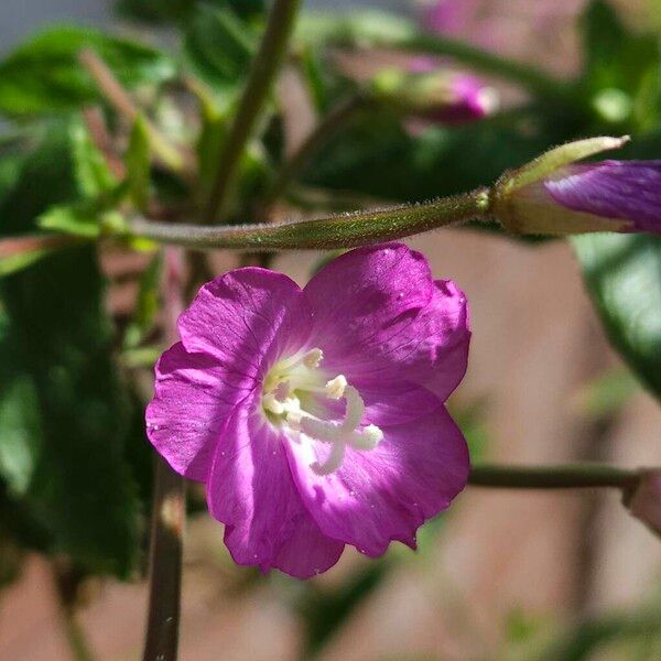 Epilobium hirsutum Kukka