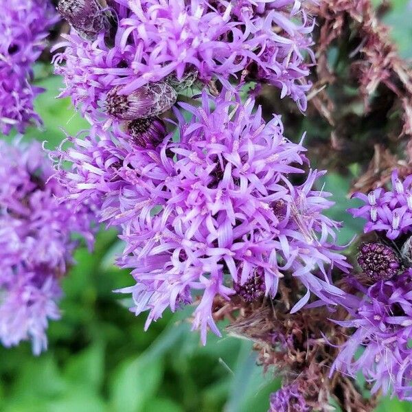 Vernonia fasciculata 花