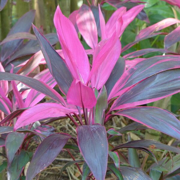 Cordyline fruticosa Flower