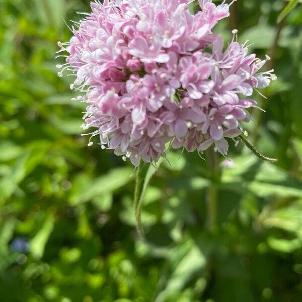 Clinopodium alpinum 花