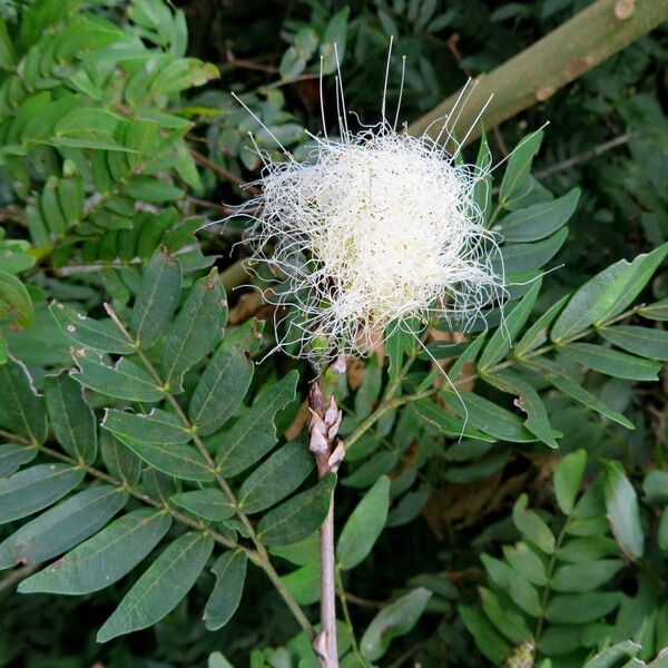 Calliandra haematocephala Fiore