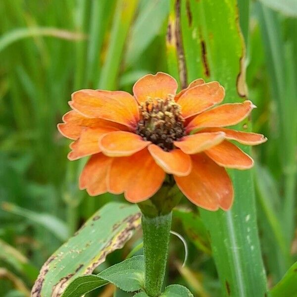 Zinnia peruviana Fleur