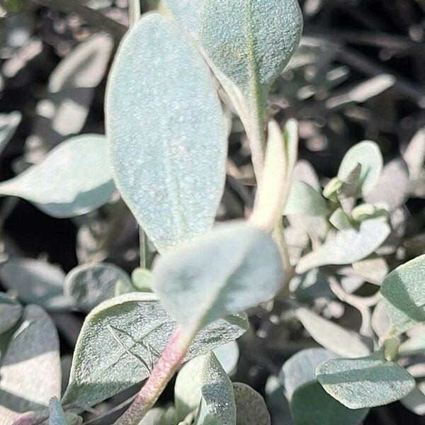 Atriplex portulacoides Leaf