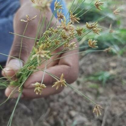 Bulbostylis barbata Flower