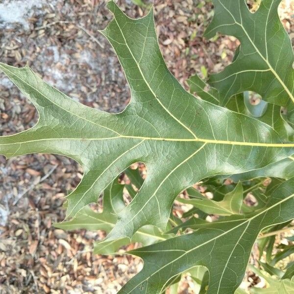 Quercus laevis Foglia