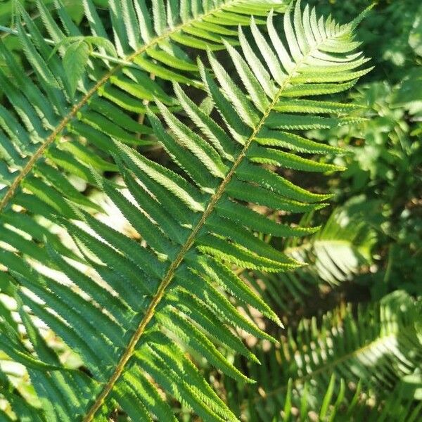 Polystichum munitum Leaf