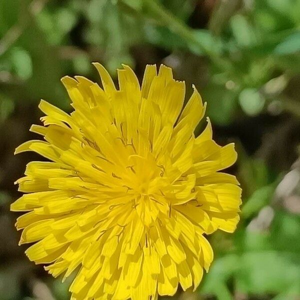 Crepis sancta Flower