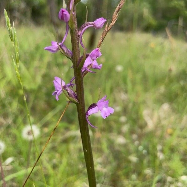 Gymnadenia conopsea Fleur