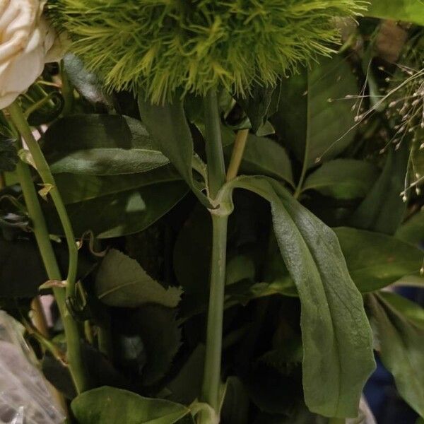 Dianthus barbatus Fiore