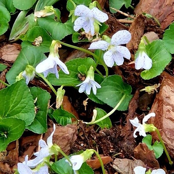 Viola sororia Blomst