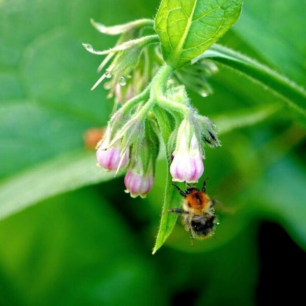 Symphytum officinale Flower