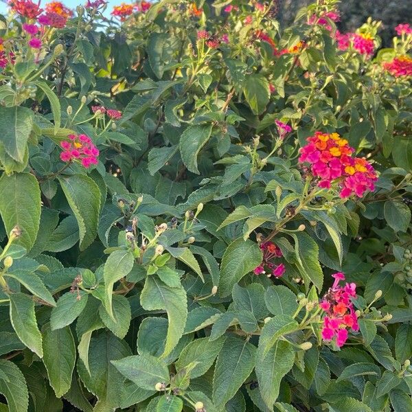 Lantana camara Кветка