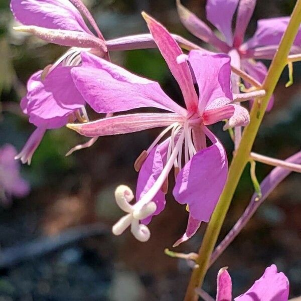 Epilobium angustifolium Flor