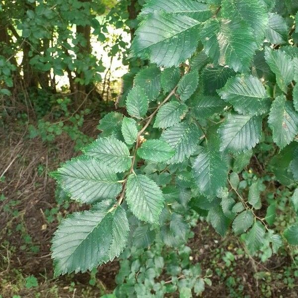 Ulmus carpinifolia Lapas