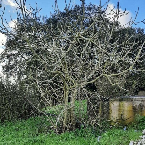 Ficus carica Habit